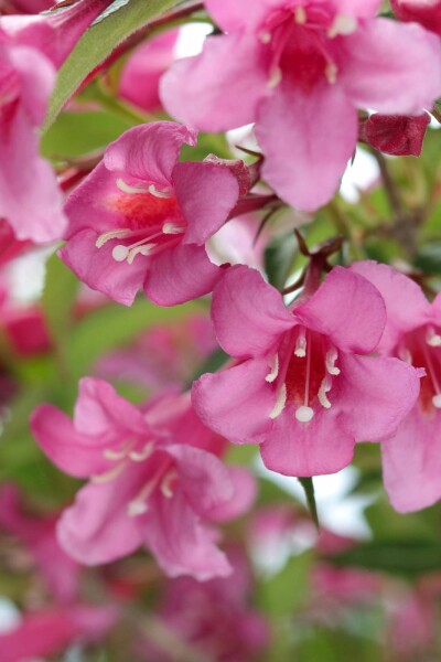 Weigélia Weigela 'Rosea' arbuste 60-80 C12 Weigela 'Rosea' arbuste 60-80 cm