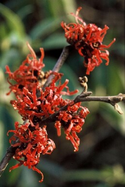Hamamélis Hamamelis intermedia 'Diana' Arbuste Hamamelis intermedia 'Diana' arbuste
