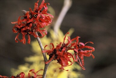 Hamamélis Hamamelis intermedia 'Diana' Arbuste Hamamelis intermedia 'Diana' arbuste