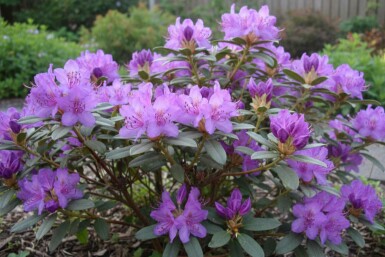 Rhododendron 'Blue Silver' arbuste 15-20 cm