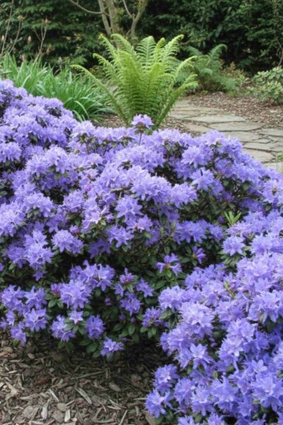 Rhododendron 'Blue Tit' arbuste