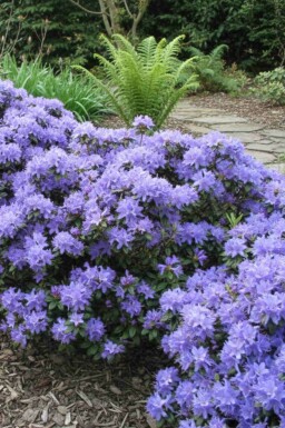 Rhododendron Rhododendron 'Blue Tit' Arbuste Rhododendron 'Blue Tit' arbuste