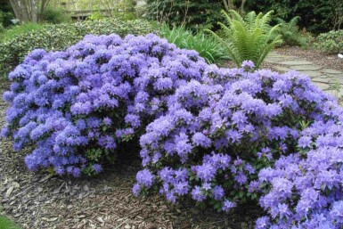 Rhododendron 'Blue Tit' arbuste