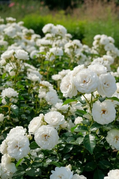 Rosa 'White Fairy' arbuste