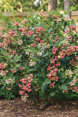airelle en corymbe Vaccinium corymbosum 'Pink Lemonade' arbuste Vaccinium corymbosum 'Pink Lemonade' arbuste