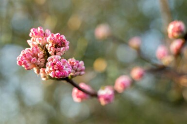 Viorne rose Viburnum bodnantense 'Charles Lamont' arbuste 30-40 C2 Viburnum bodnantense 'Charles Lamont' arbuste 30-40 cm
