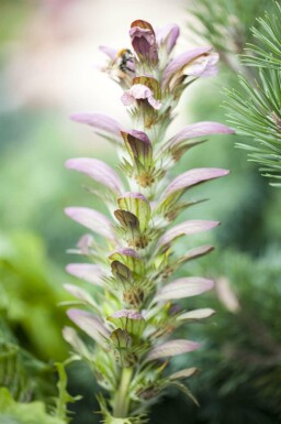 Acanthe de hongrie Acanthus hungaricus 5-10 pot P9 Acanthus hungaricus