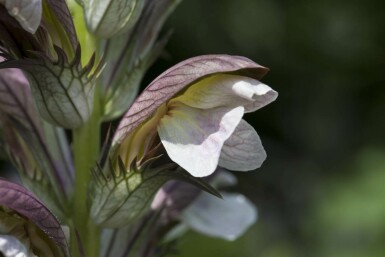 Acanthe de hongrie Acanthus hungaricus 5-10 pot P9 Acanthus hungaricus