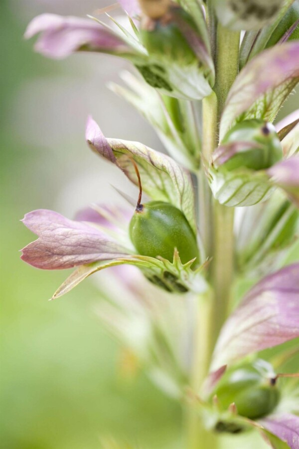 Acanthe de hongrie Acanthus hungaricus 5-10 pot P9 Acanthus hungaricus