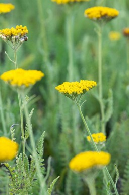 Achillée jaune Achillea filipendulina 'Coronation Gold' 5-10 pot P9 Achillea filipendulina 'Coronation Gold'