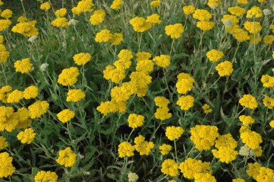 Achillée jaune Achillea filipendulina 'Coronation Gold' 5-10 pot P9 Achillea filipendulina 'Coronation Gold'