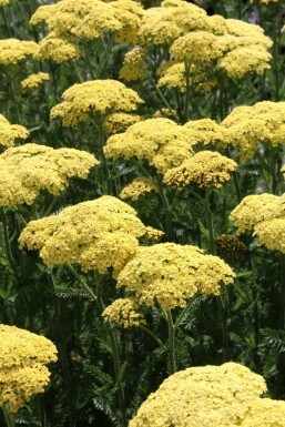 Achillée jaune Achillea filipendulina 'Credo' 5-10 pot P9 Achillea filipendulina 'Credo'