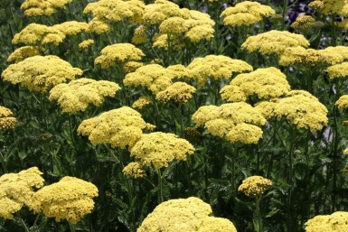 Achillée jaune Achillea filipendulina 'Credo' 5-10 pot P9 Achillea filipendulina 'Credo'