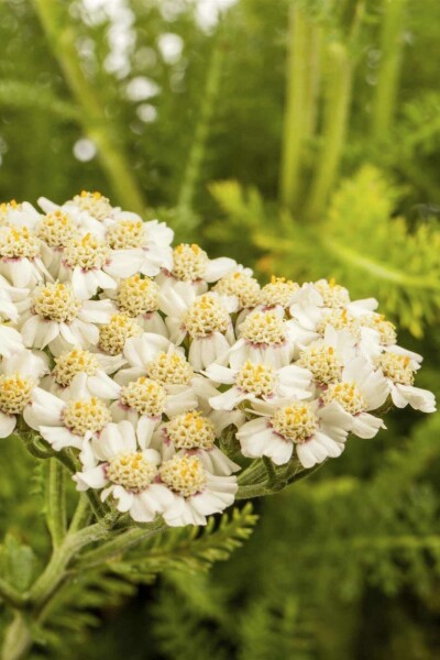 Achillée millefeuille Achillea millefolium 5-10 pot P9 Achillea millefolium