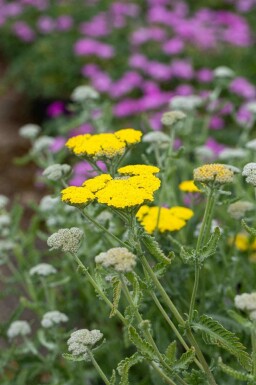 Achillée jaune Achillea clypeolata 'Moonshine' 5-10 pot P9 Achillea clypeolata 'Moonshine'