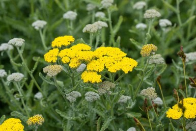 Achillée jaune Achillea clypeolata 'Moonshine' 5-10 pot P9 Achillea clypeolata 'Moonshine'