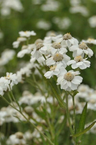 Achillée ptarmique Achillea ptarmica 5-10 pot P9 Achillea ptarmica
