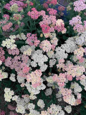 Achillée millefeuille Achillea millefolium 'Summer Pastels' 5-10 pot P9 Achillea millefolium 'Summer Pastels'