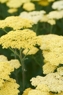 Achillée millefeuille Achillea 'Taygetea' 5-10 pot P9 Achillea 'Taygetea'