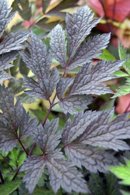 Actée Actaea simplex 'Chocoholic' 5-10 pot P9 Actaea simplex 'Chocoholic'