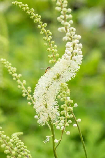 Cimicaire Actaea racemosa 5-10 pot P9 Actaea racemosa