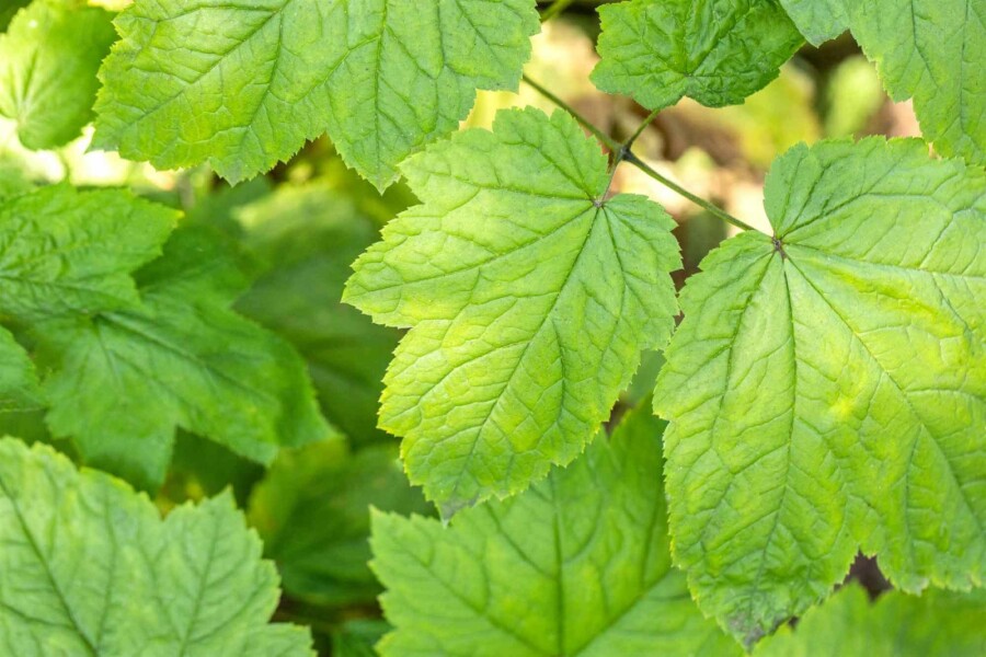 Cimicaire Actaea racemosa 5-10 pot P9 Actaea racemosa