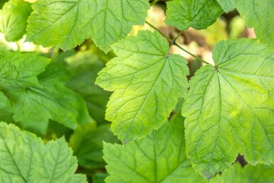 Cimicaire Actaea racemosa 5-10 pot P9 Actaea racemosa