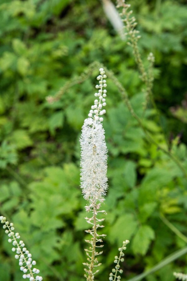 Cimicaire Actaea racemosa 5-10 pot P9 Actaea racemosa