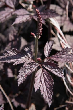 Actaea simplex 'Pink Spike'