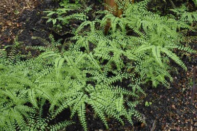 Fougère capillaire Adiantum pedatum 5-10 pot P9 Adiantum pedatum