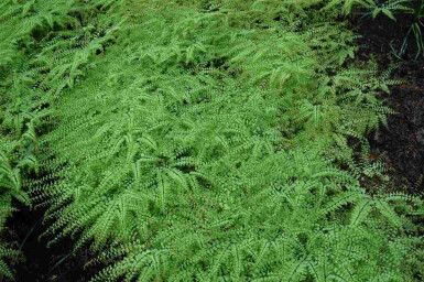 Fougère capillaire Adiantum pedatum 5-10 pot P9 Adiantum pedatum