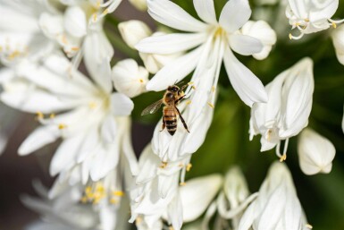 Agapanthe Agapanthus africanus 'Albus' 5-10 pot P9 Agapanthus africanus 'Albus'