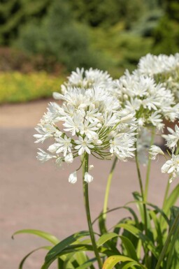 Agapanthe Agapanthus africanus 'Albus' 5-10 pot P9 Agapanthus africanus 'Albus'