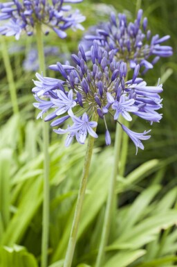 Agapanthe Agapanthus africanus 5-10 pot P9 Agapanthus africanus