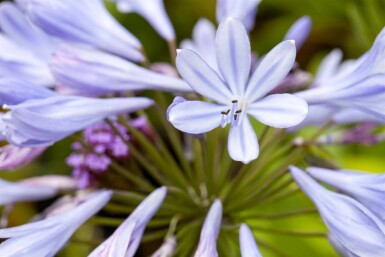 Agapanthe Agapanthus africanus 5-10 pot P9 Agapanthus africanus