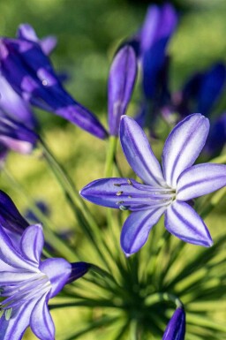 Agapanthe Agapanthus hybride 'Northern Star' 5-10 pot P9 Agapanthus hybride 'Northern Star'