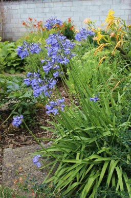 Agapanthe Agapanthus africanus 'Peter Pan' 5-10 pot P9 Agapanthus africanus 'Peter Pan'