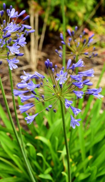 Agapanthe Agapanthus africanus 'Sunfield' 5-10 pot P9 Agapanthus africanus 'Sunfield'