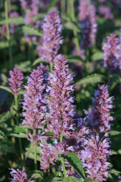 Agastache anisée Agastache rugosa 'Beelicious Purple' 5-10 pot P9 Agastache rugosa 'Beelicious Purple'