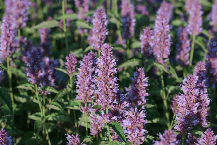 Agastache anisée Agastache rugosa 'Beelicious Purple' 5-10 pot P9 Agastache rugosa 'Beelicious Purple'