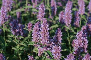Agastache anisée Agastache rugosa 'Beelicious Purple' 5-10 pot P9 Agastache rugosa 'Beelicious Purple'