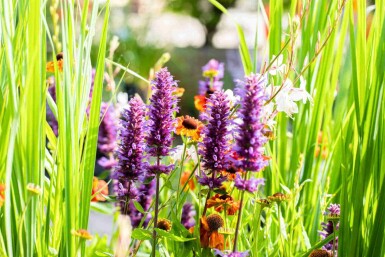 Menthe coréenne Agastache rugosa 'Blue Boa' 5-10 pot P9 Agastache rugosa 'Blue Boa'