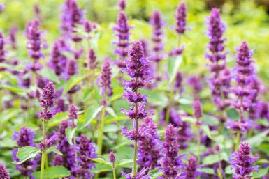 Menthe coréenne Agastache rugosa 'Blue Boa' 5-10 pot P9 Agastache rugosa 'Blue Boa'