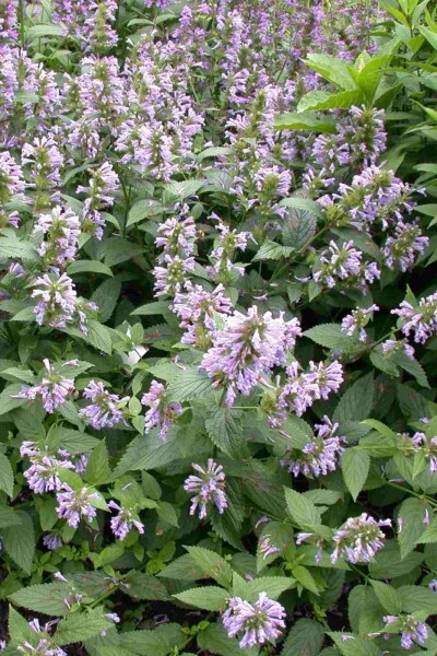 Anis hysope Agastache foeniculum 5-10 pot P9 Agastache foeniculum