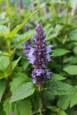 Menthe coréenne Agastache rugosa 'Little Adder' 5-10 pot P9 Agastache rugosa 'Little Adder'
