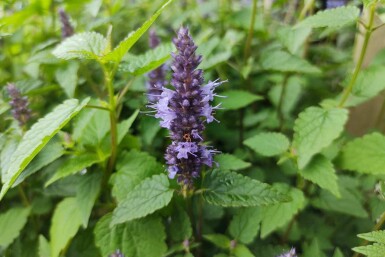 Menthe coréenne Agastache rugosa 'Little Adder' 5-10 pot P9 Agastache rugosa 'Little Adder'