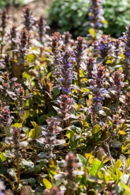 Bugle rampante Ajuga reptans 'Braunherz' 5-10 pot P9 Ajuga reptans 'Braunherz'