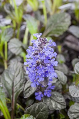 Bugle rampante Ajuga reptans 'Braunherz' 5-10 pot P9 Ajuga reptans 'Braunherz'