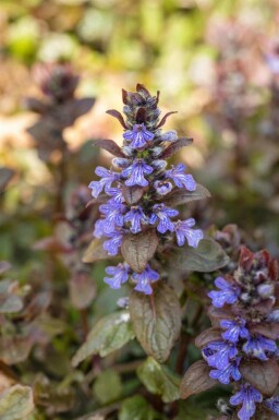 Bugle rampante Ajuga reptans 'Chocolate Chip' 5-10 pot P9 Ajuga reptans 'Chocolate Chip'