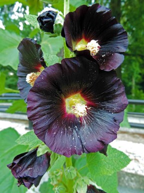 Rose trémière Alcea rosea 'Nigra' 5-10 pot P9 Alcea rosea 'Nigra'